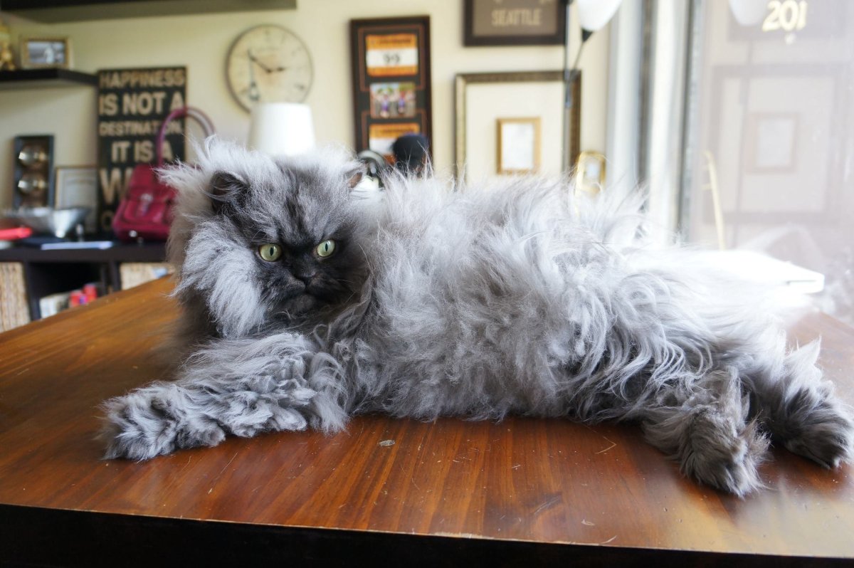 Взъерошенный кот