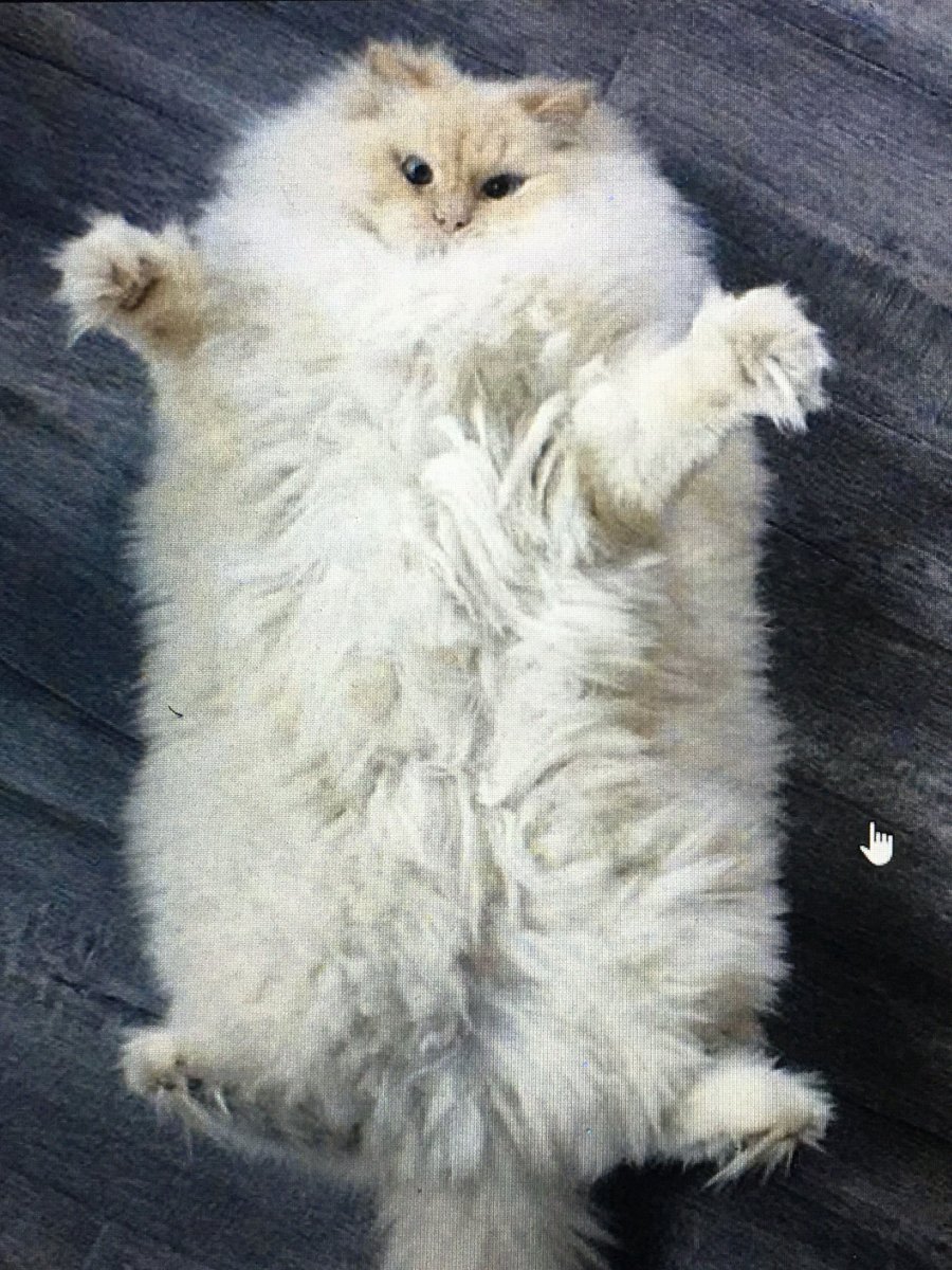 Атчум персидский кот