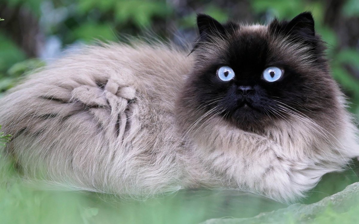 Полковник мяу порода