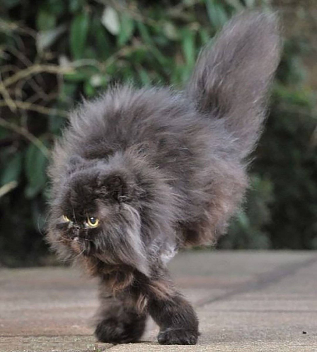 Кот с самой длинной шерстью