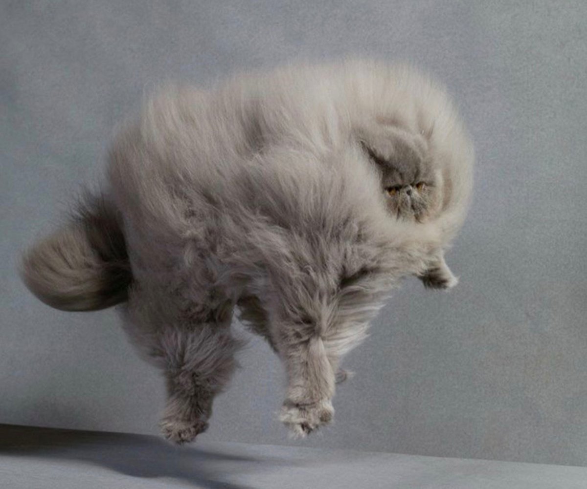 Атчум порода