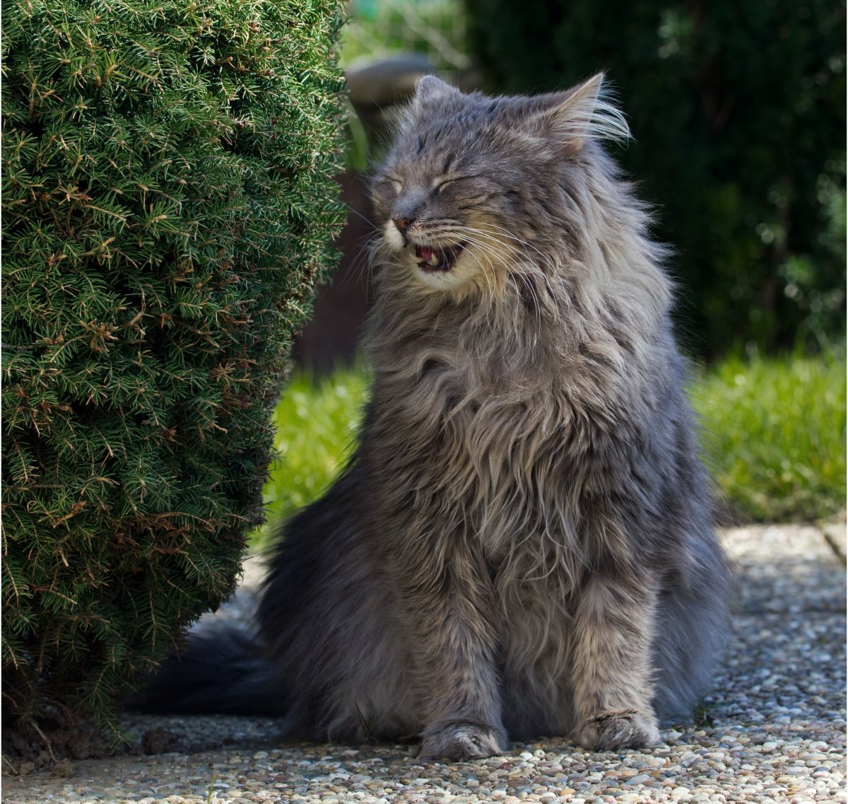 Лохматая кошка