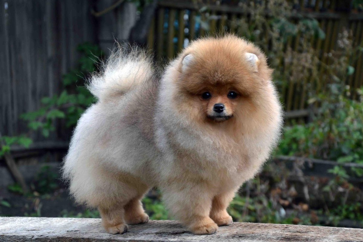 Шпиц после неправильной стрижки