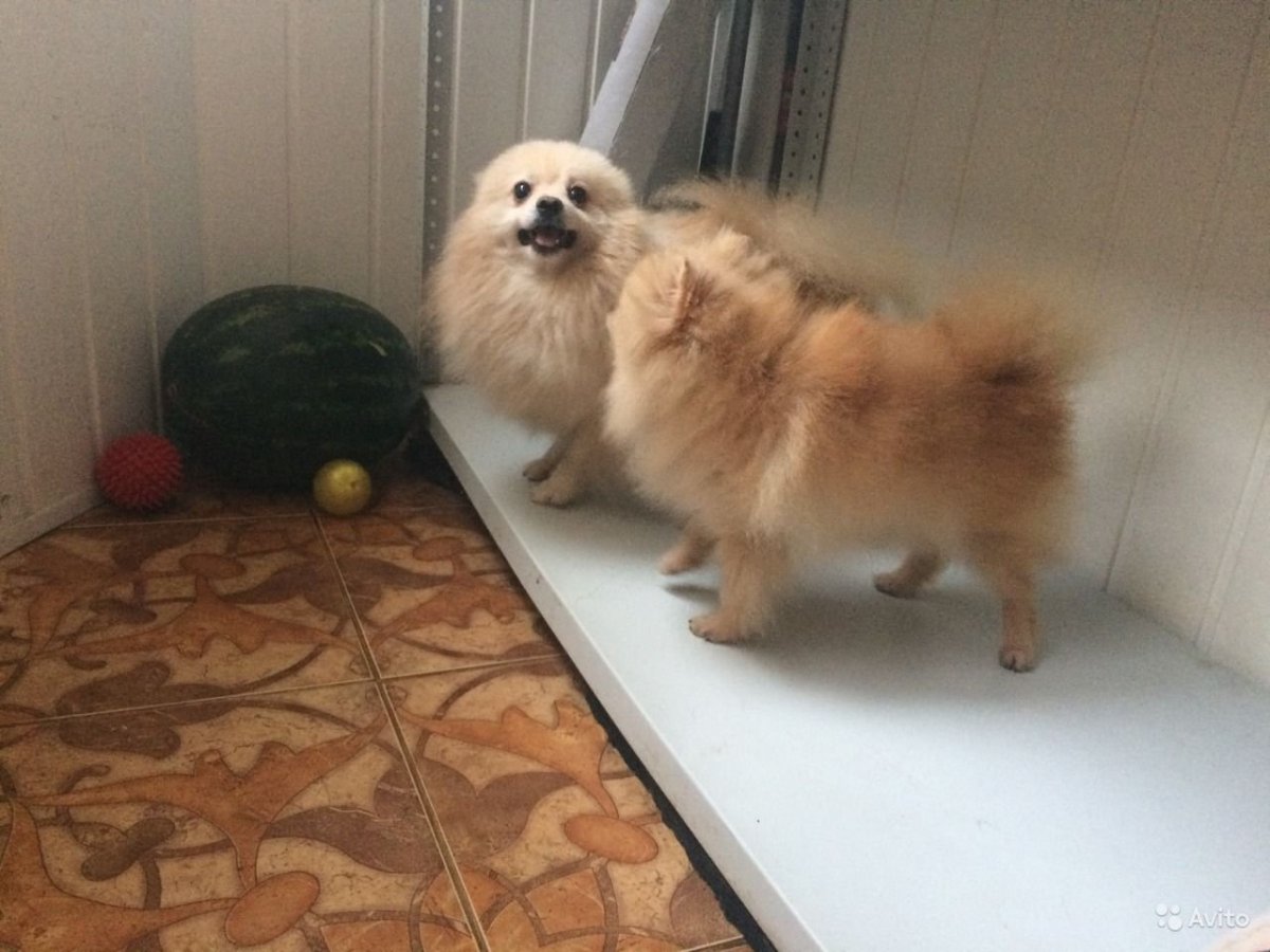 Первая линька у шпица