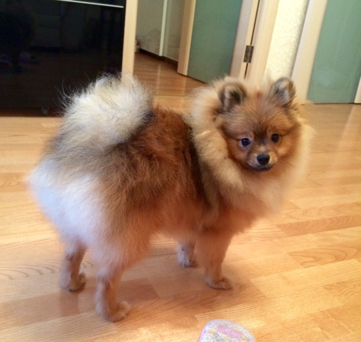 Цвергшпиц линька