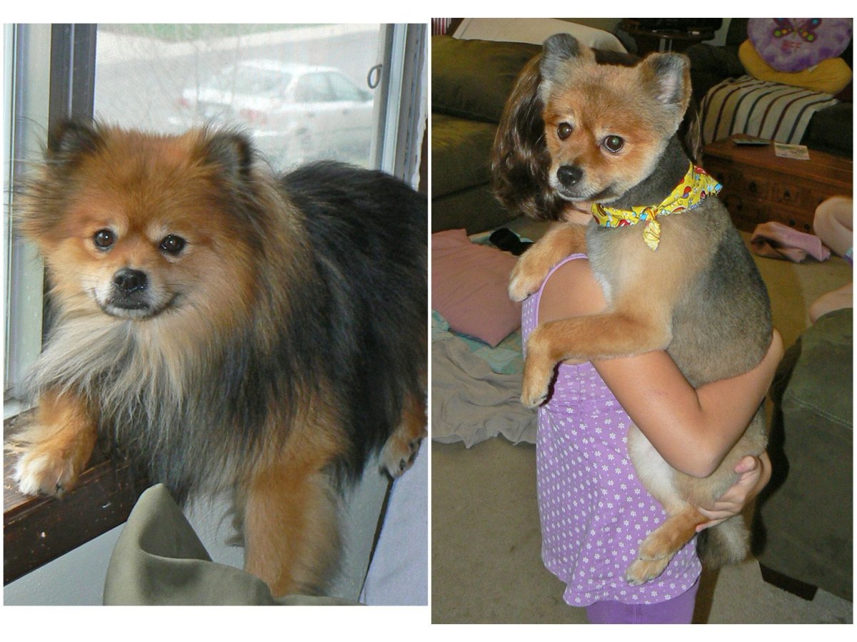 Юниорская линька у шпицев