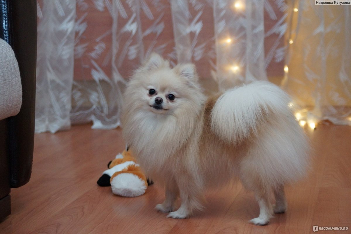 Шпиц в детстве и взрослый