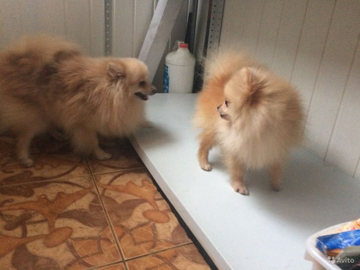 Немецкий шпиц линька