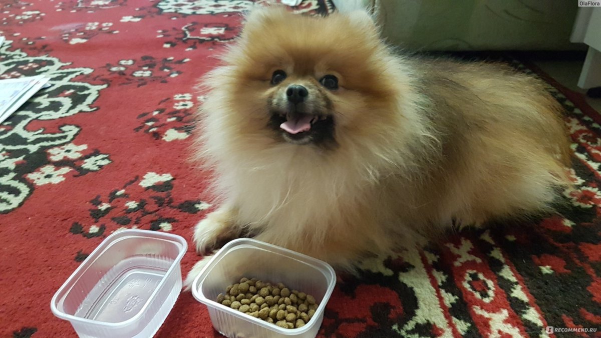 Померанский шпиц линька