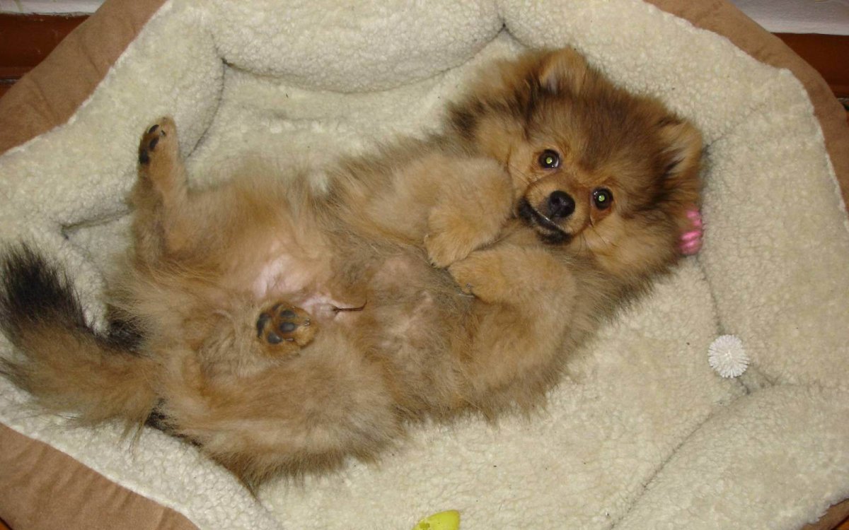 Померанский шпиц Браун