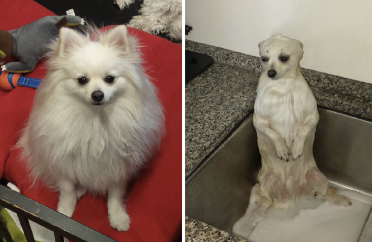 Лапка у померанского шпица