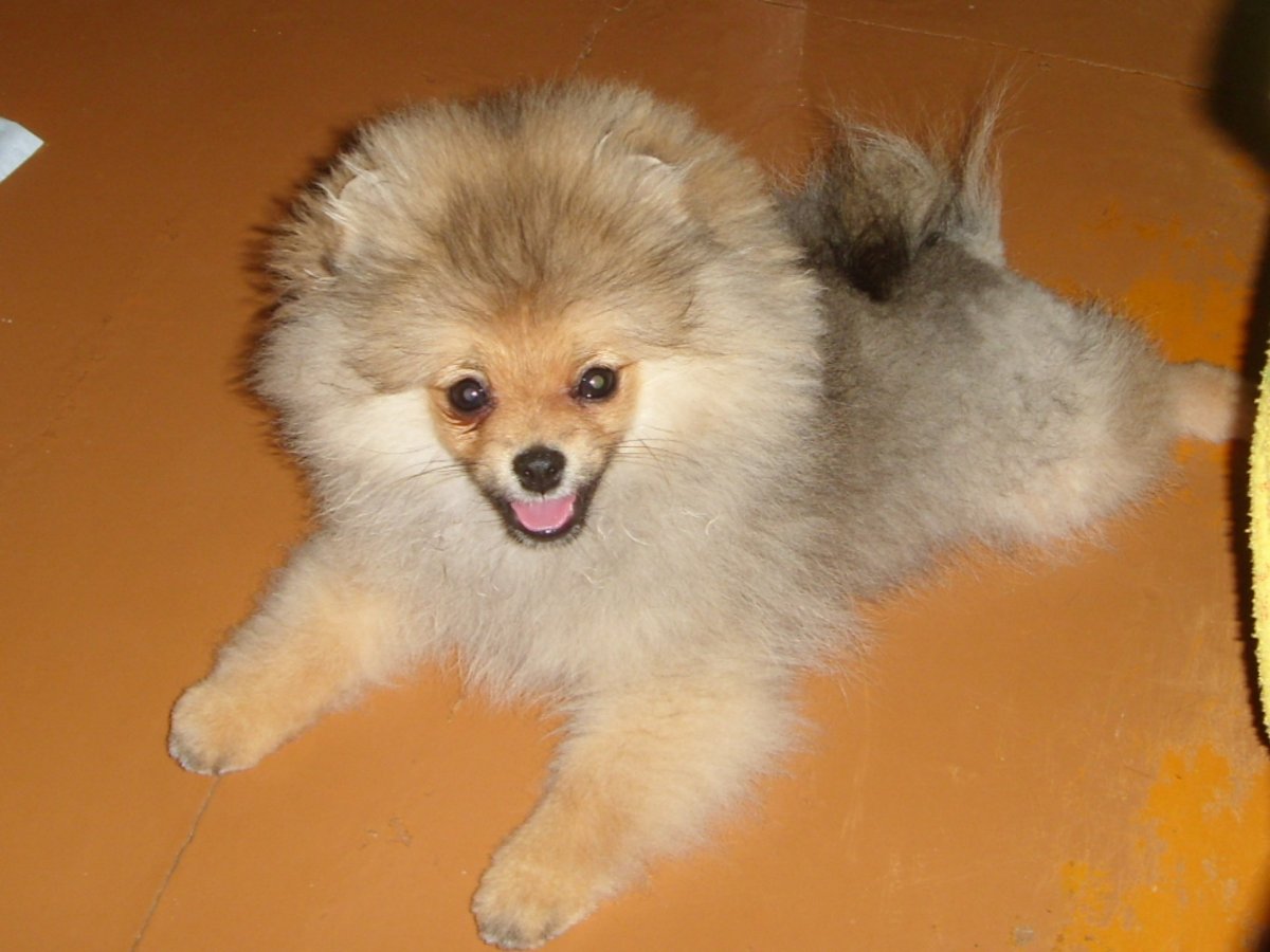 Померанский шпиц 4 месяца