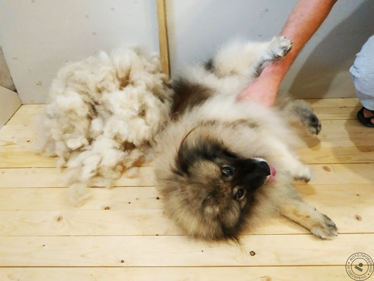 Ботиночки для шпица