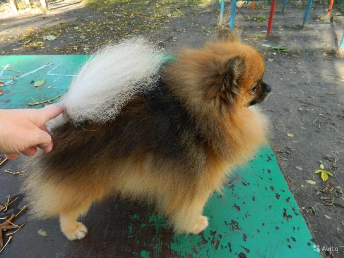 Померанский шпиц линька