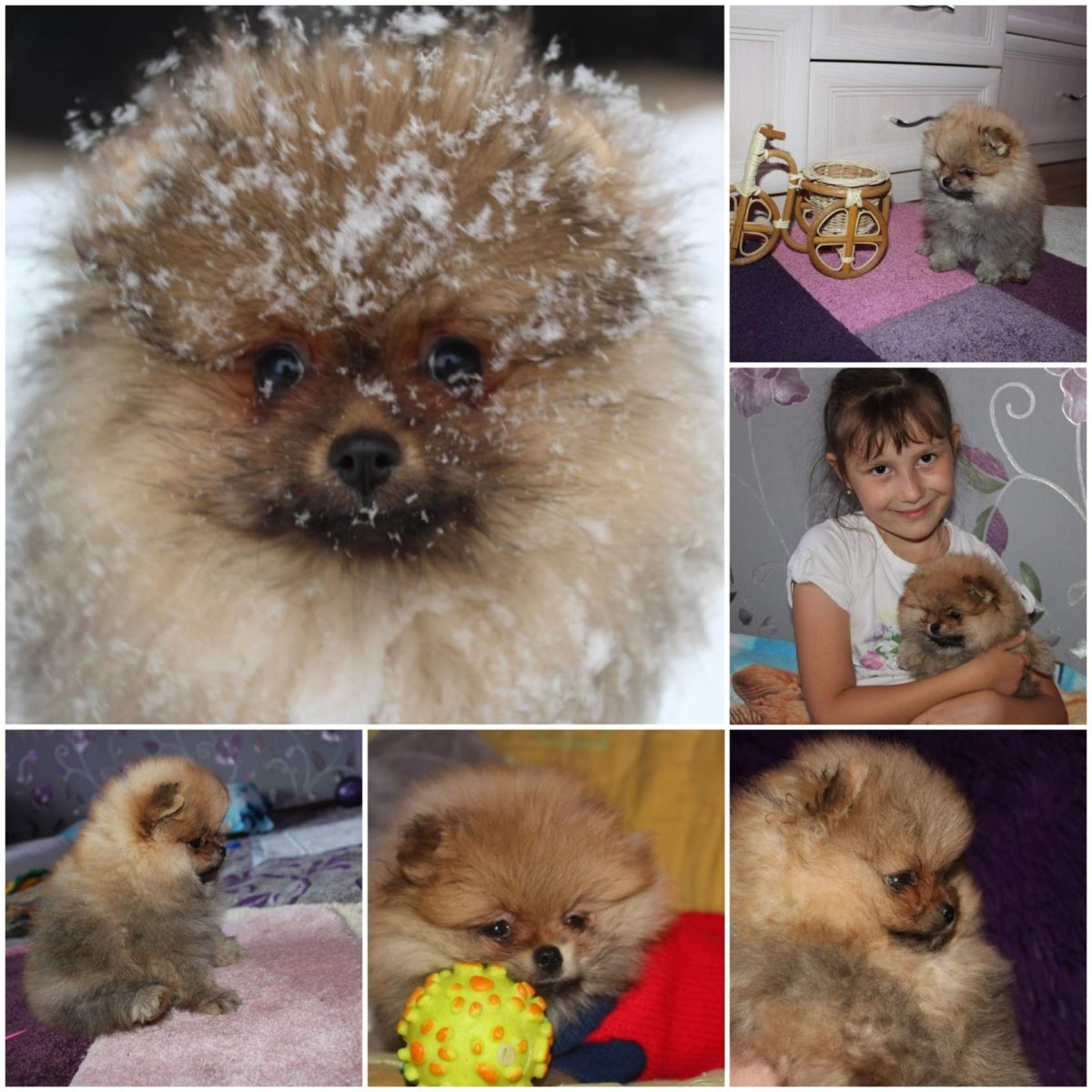 Вычесали шпица