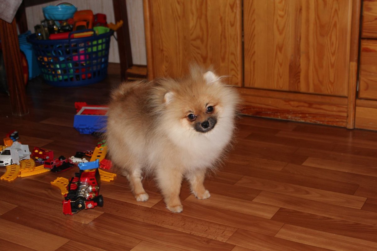 Померанский шпиц белый корейский