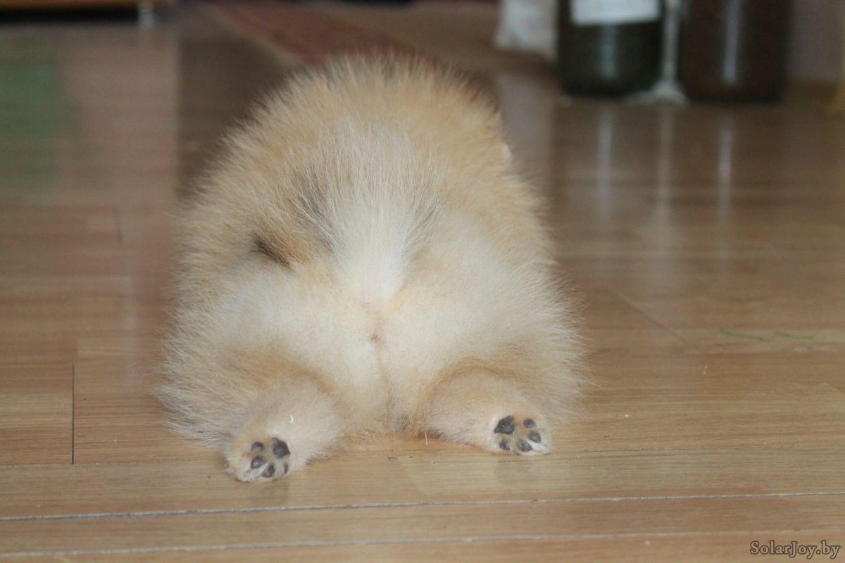 Арктический шпиц самоед