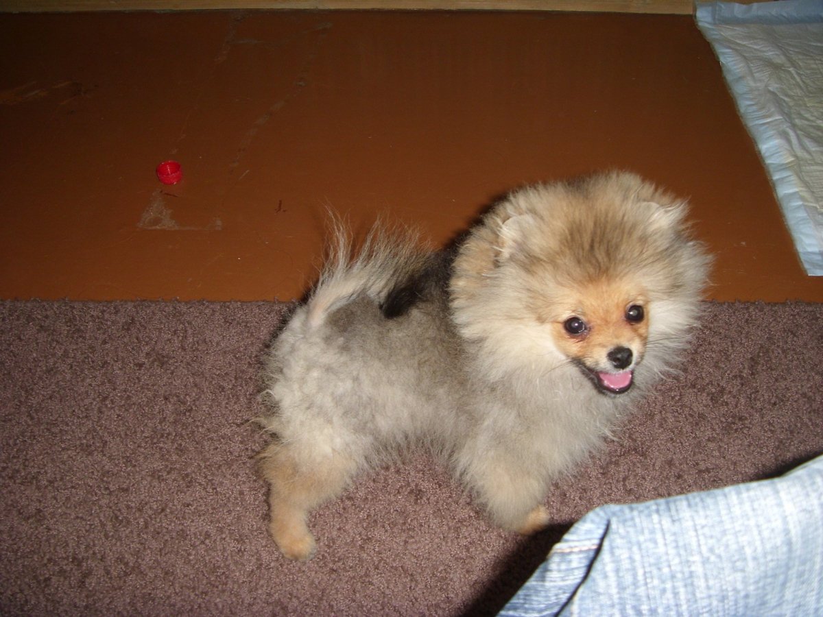 Померанский шпиц линька