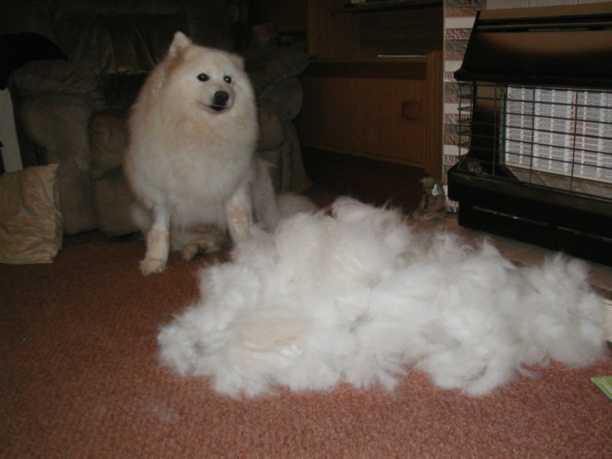 Стрижка ушей у шпица