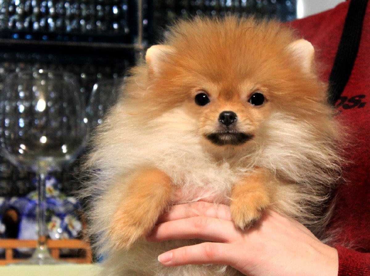 Пырзики шпица