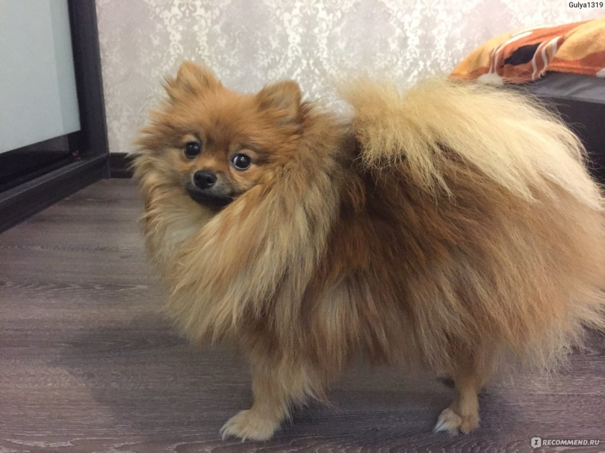 Померанский шпиц Пуппи