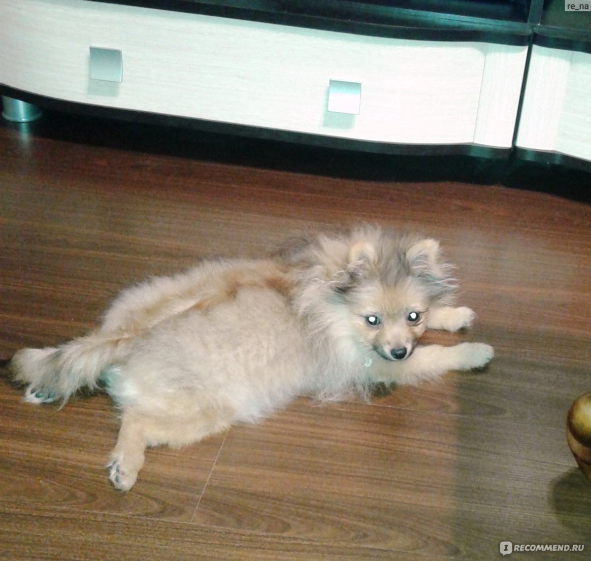 Немецкий малый шпиц пырзик