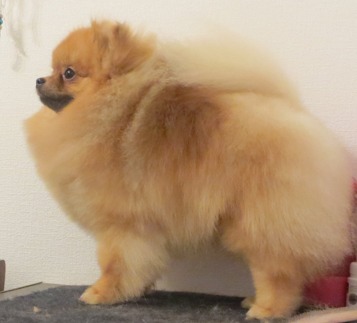 Короткая стрижка шпица с алопецией