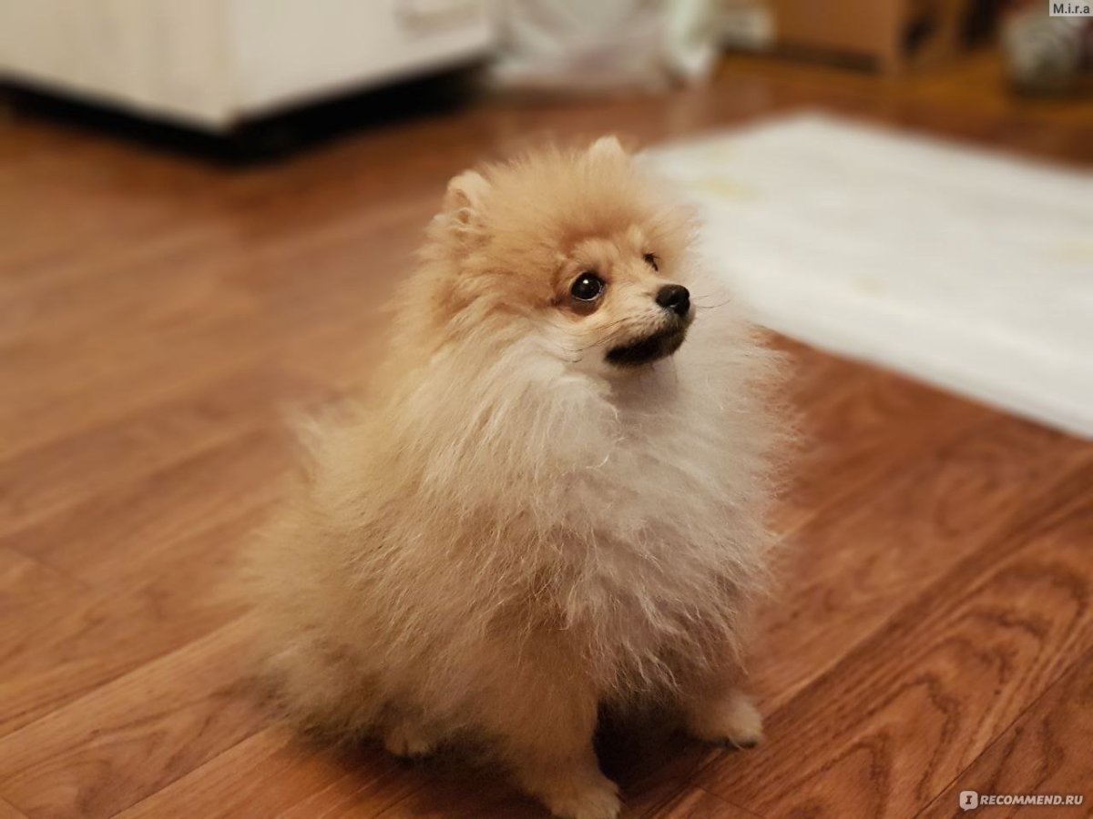 Померанский шпиц белый милый в одежде