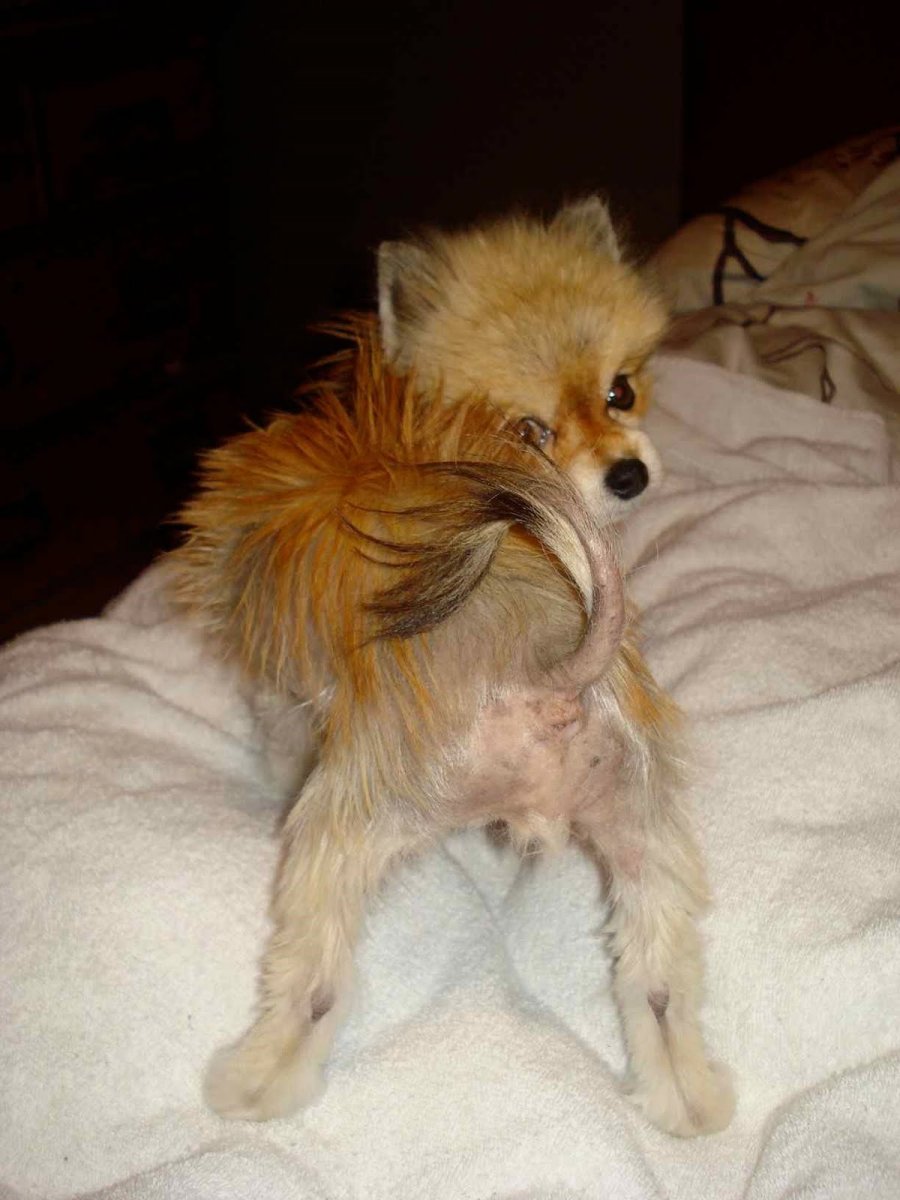 Шерсть от шпица