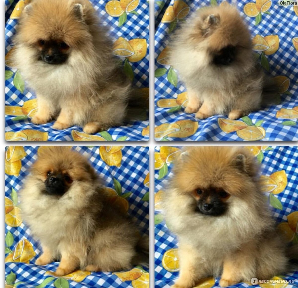 Эволюция померанского шпица