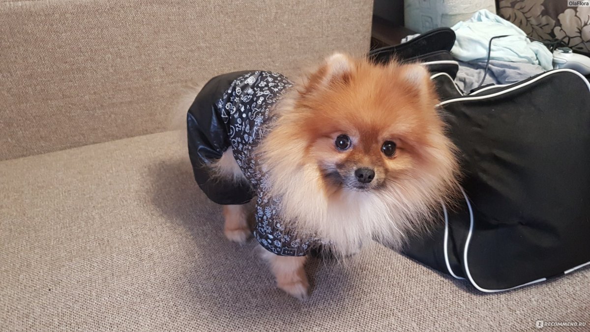 Померанский шпиц линька