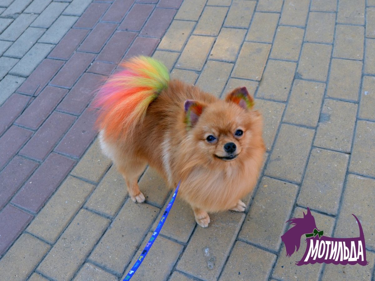 Померанский шпиц малый стандарт