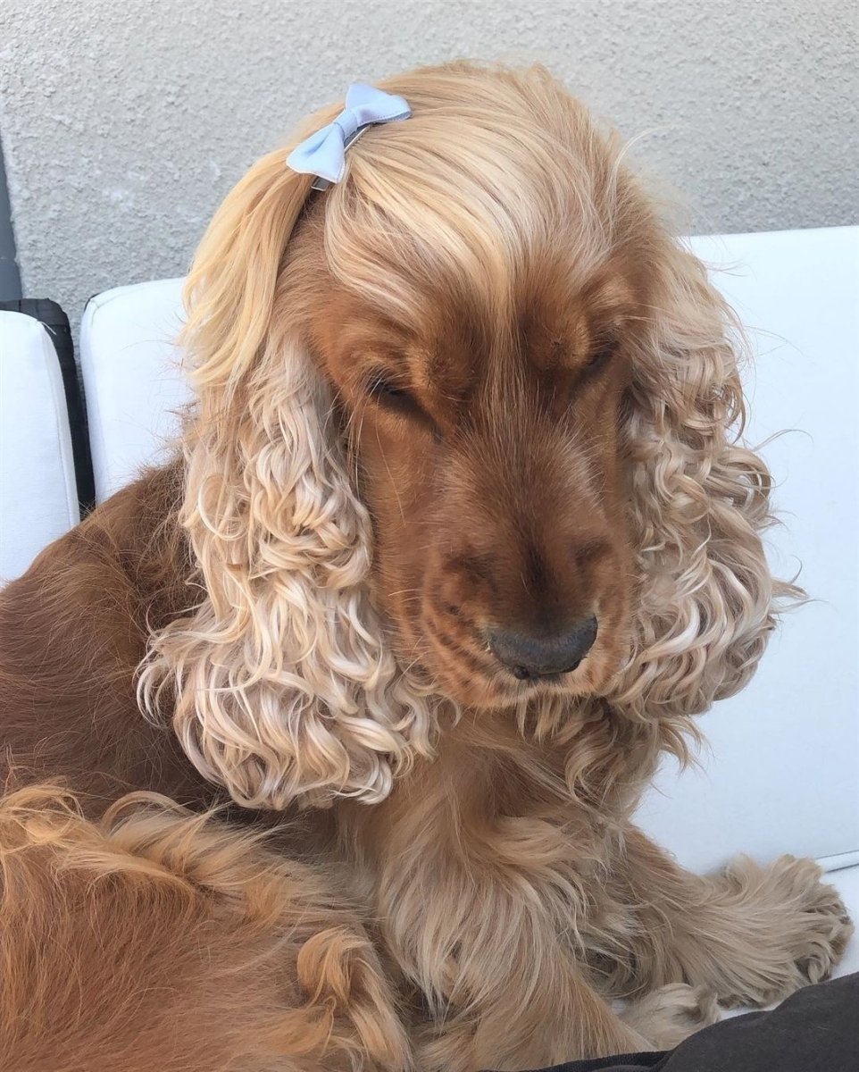 Кокер спаниель молочный