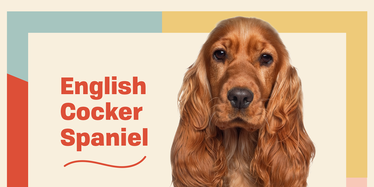 Американский кокер спаниель на бирюзовом фоне