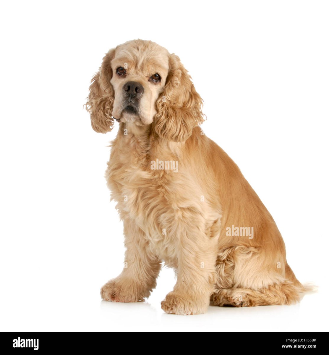 Английский кокер-спаниель щенок на аватарку