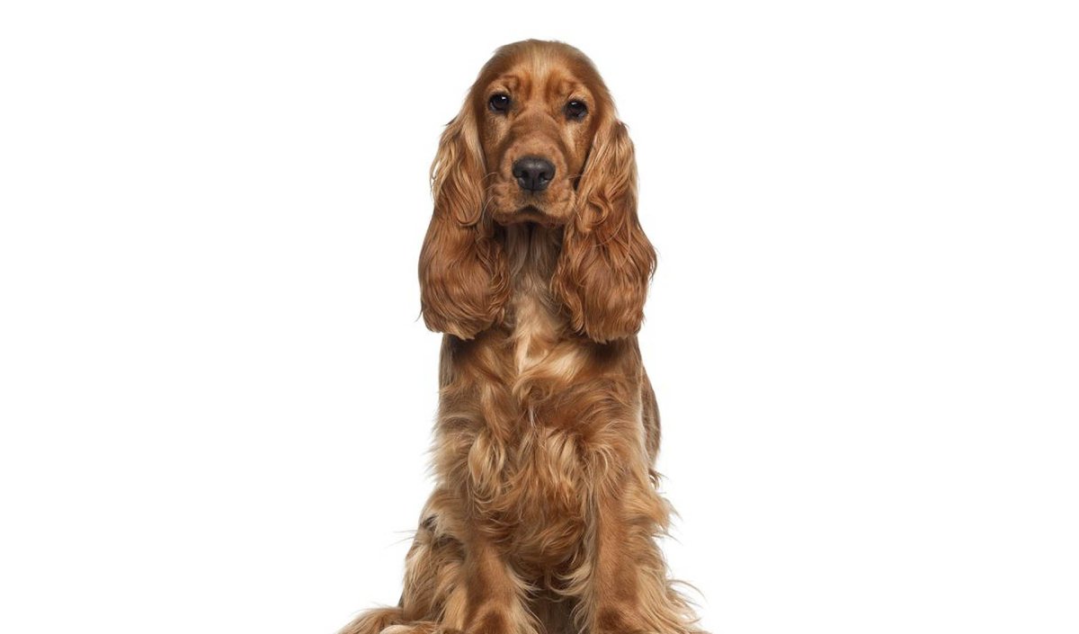 Самый интересный факт о собаке кокер-спаниель