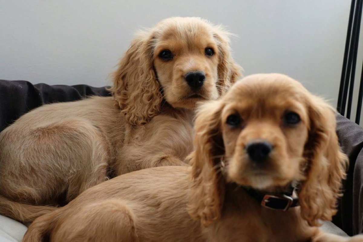 Счастливый летящий спаниель