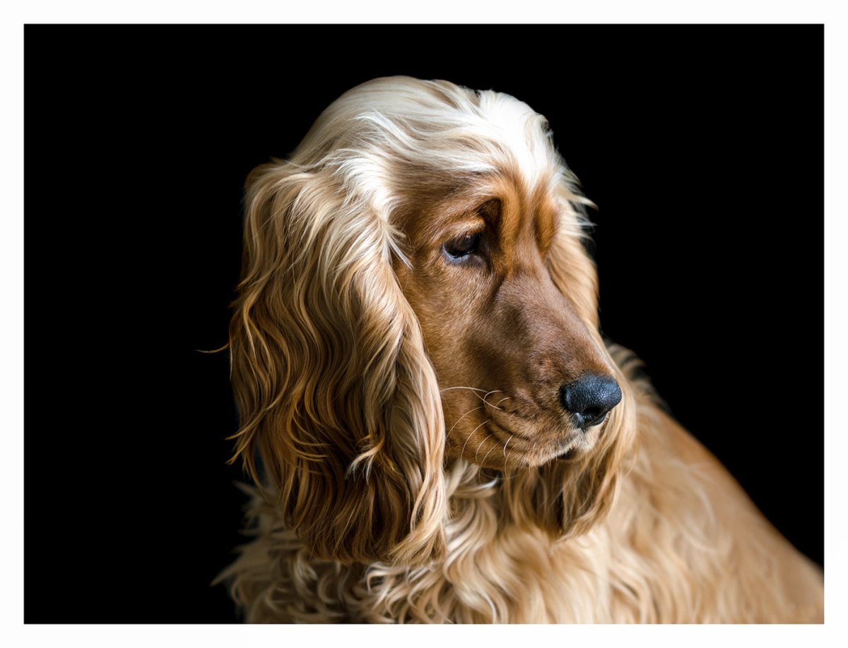 Американский спаниель спринг белый