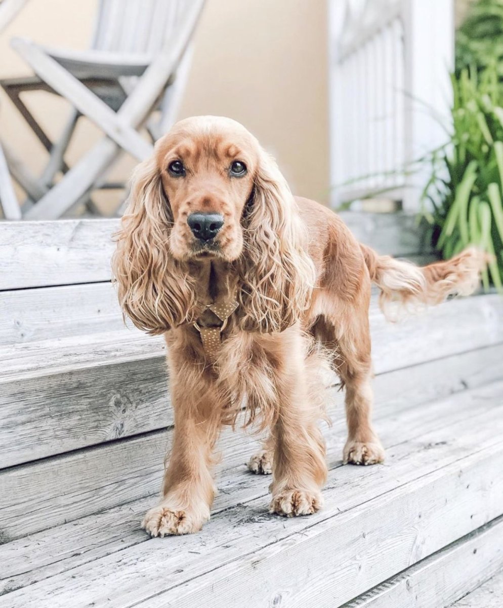 Фото кокер спаниель английский бежевый