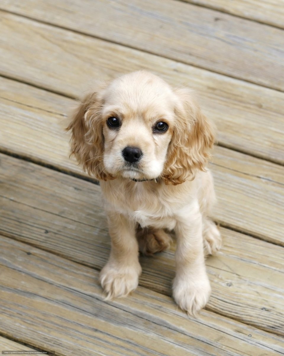 Английский кокер-спаниель