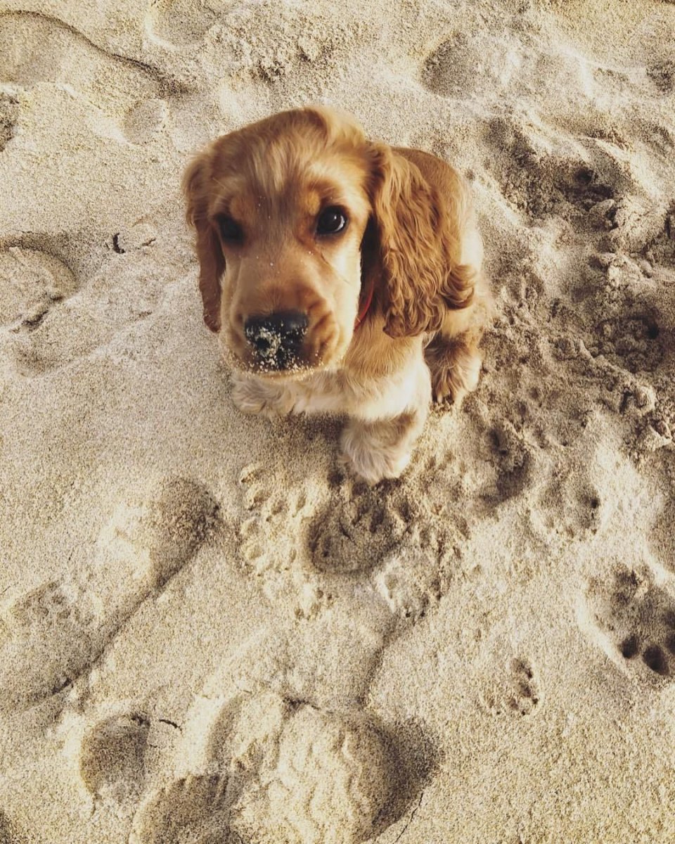 Кокер спаниель Винни