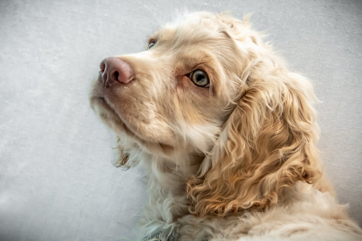 Ирландский кокер спаниель