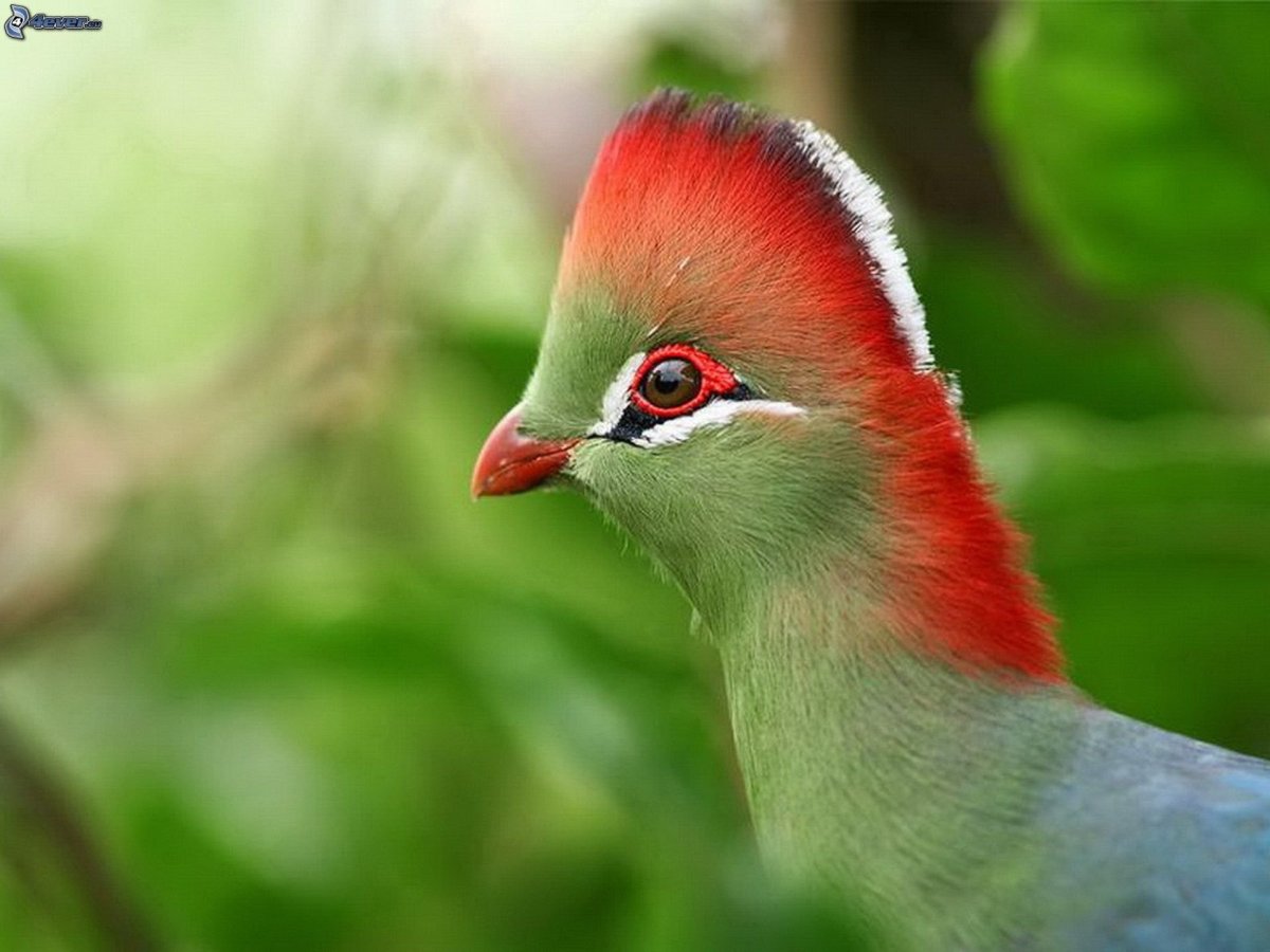 Птица турако бананоед