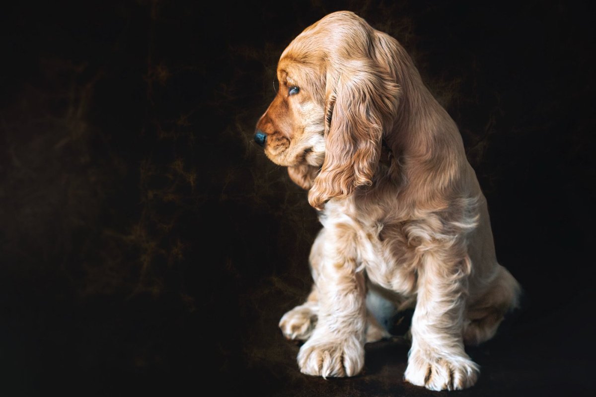 Спаниель стинг