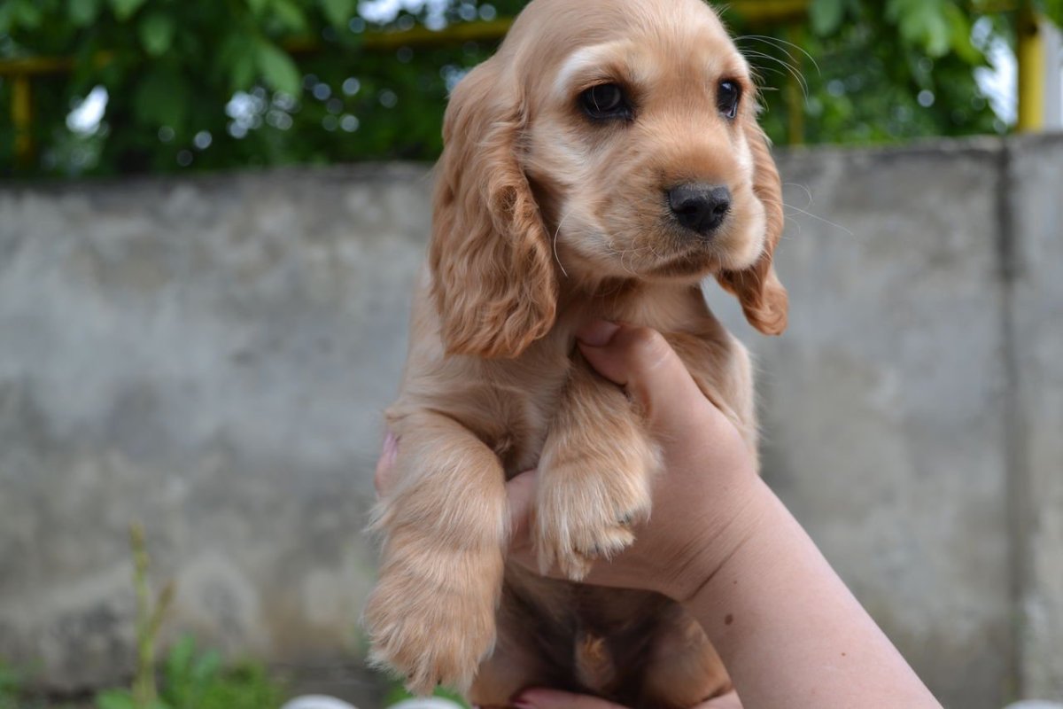 Золотистый кокер спаниель