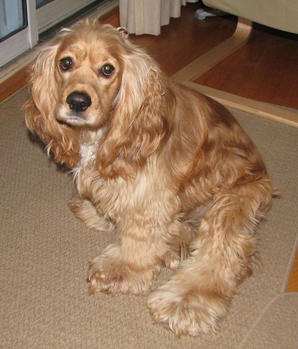 Собачка кокер спаниель