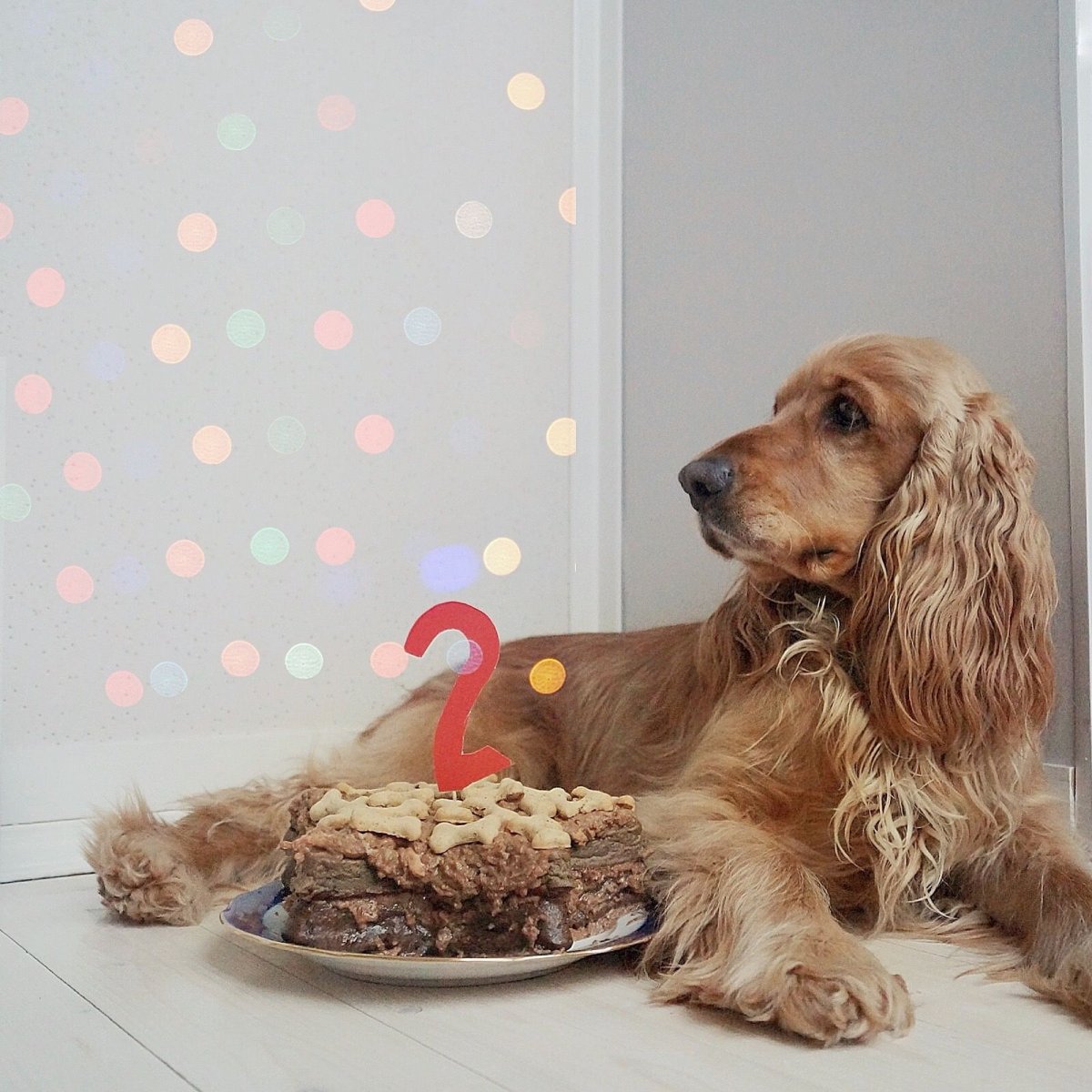 Кокер спаниель мини