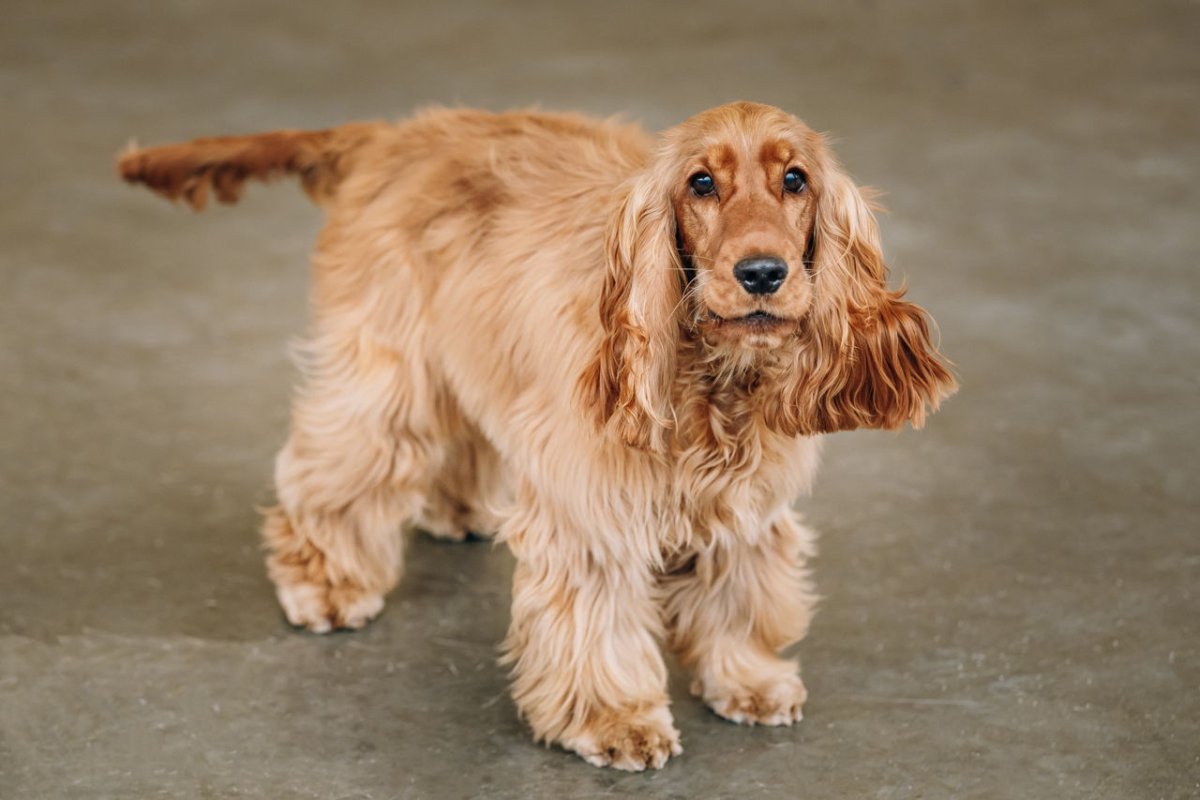 Английский кокер спаниель бежевый
