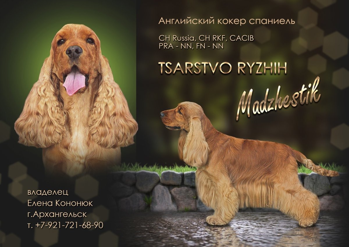 Книга английский кокер спаниель