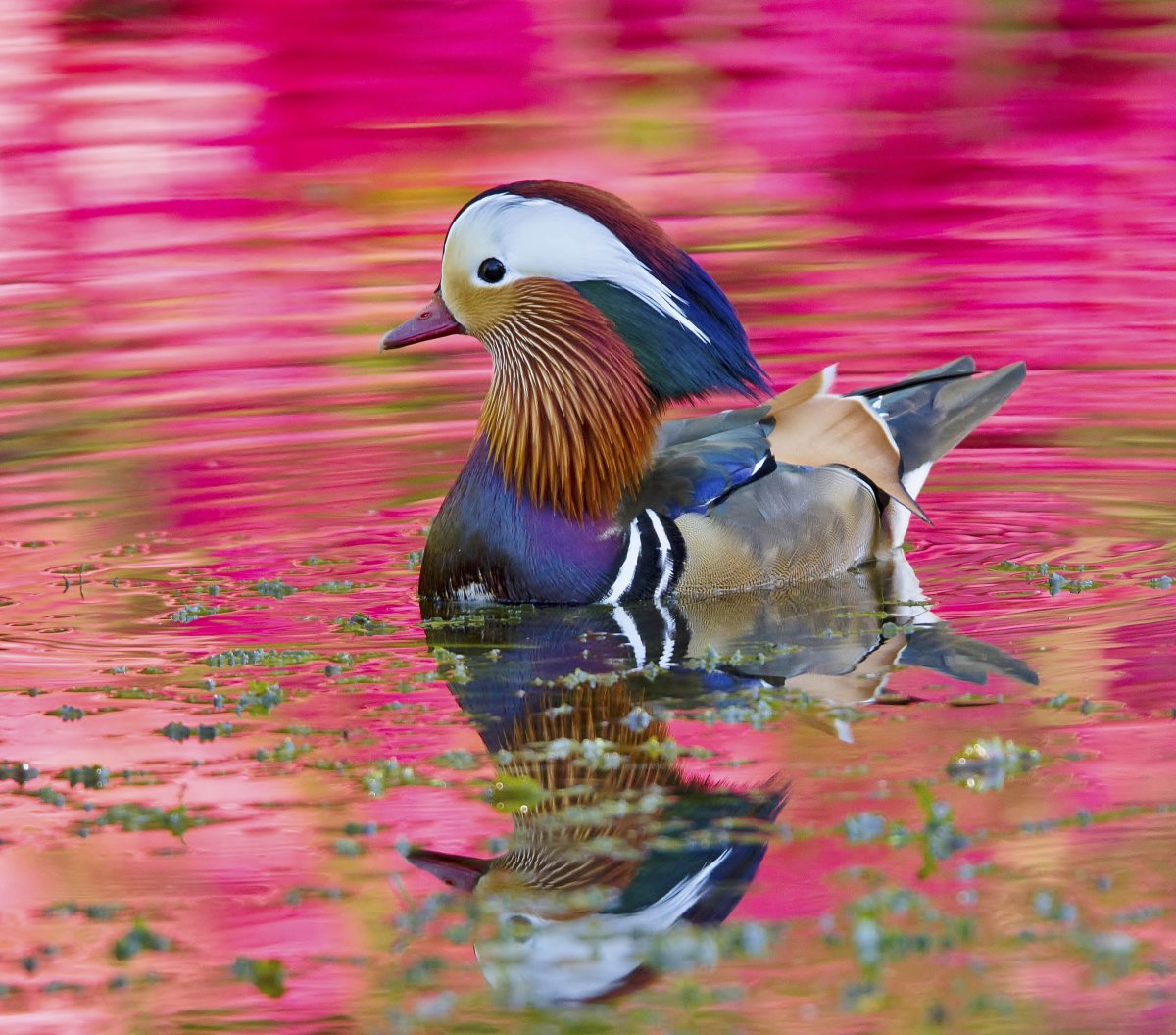 Птица Мандаринка птица Мандаринка